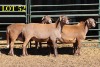 4X MEATMASTEROOILAMMERS (GESPEEN)/EWE LAMBS (WEENED) (PER PIECE TO TAKE THE LOT)