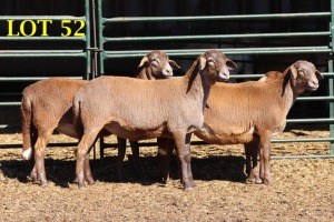 4X MEATMASTEROOILAMMERS (GESPEEN)/EWE LAMBS (WEENED) (PER PIECE TO TAKE THE LOT)