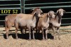 4X MEATMASTEROOILAMMERS (GESPEEN)/EWE LAMBS (WEENED) (PER PIECE TO TAKE THE LOT) - 2