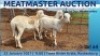 LOT 64 1X MEATMASTER OOI/EWE DAY TO DAY MEATMASTERS - 2
