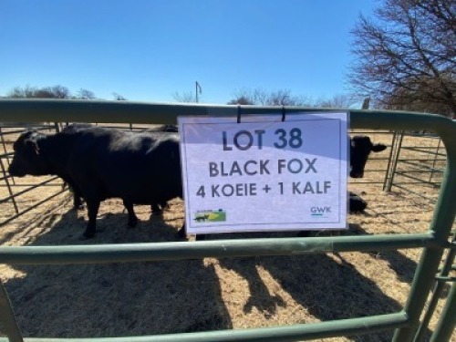 4+2x KOEIE - Kommersie&euml;l BLACK FOX (PER STUK OM LOT TE NEEM)