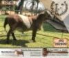 1 X RAM MEATMASTER BELOFTE MEATMASTERS - 3