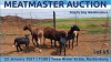 LOT 65 3X MEATMASTER OOI MET LAM/EWE WITH LAMB DAY TO DAY MEATMASTERS