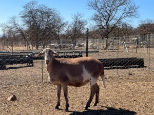 1 X OOI/EWE MEATMASTER LAPFONTEIN MEATMASTERS