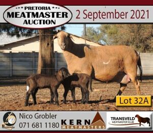 3 X OOI/EWE MEATMASTER KERN MEATMASTERS (PER PIECE TO TAKE THE LOT)