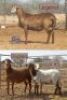3 X OOI/EWE MEATMASTER ELDERSRUST MEATMASTERS (PER PIECE TO TAKE THE LOT) - 2