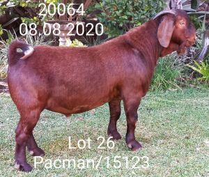 1 X KALAHARI RED RAM DHIDEJAK J.KLEYNHANS - POTENTIAL STUD