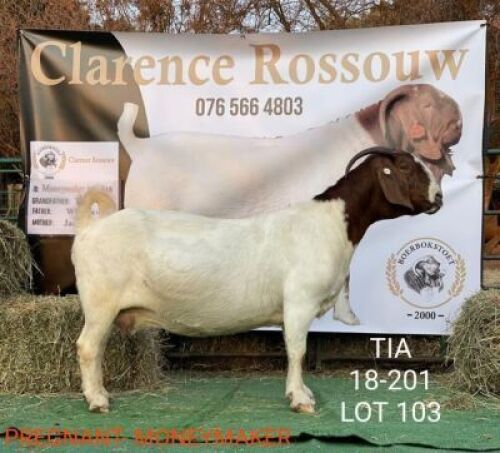 1 X BOERBOK OOI/EWE CLARENCE ROSSOUW - KUDDE SPEEN