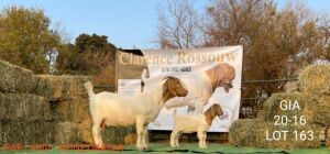 1+1 X BOERBOK OOI/EWE CLARENCE ROSSOUW - STOET/STUD