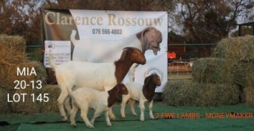 1+2 X BOERBOK OOI/EWE CLARENCE ROSSOUW - STOET/STUD