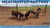 LOT 65 3X MEATMASTER OOI MET LAM/EWE WITH LAMB DAY TO DAY MEATMASTERS - 2