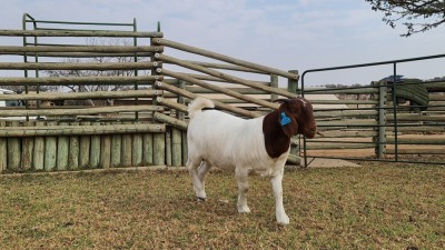 1 X BOERBOK OOI/EWE SHONGOLOLO BOERBOKSTOET - POTENTIAL STUD