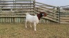 1 X BOERBOK OOI/EWE SHONGOLOLO BOERBOKSTOET - POTENTIAL STUD - 2