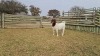 1 X BOERBOK OOI/EWE SHONGOLOLO BOERBOKSTOET - POTENTIAL STUD - 3