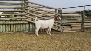 1 X BOERBOK OOI/EWE SHONGOLOGO BOERBOKSTOET - KUDDE/FLOCK