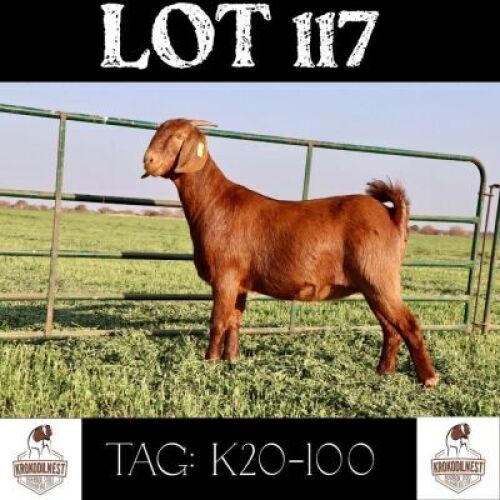 1 X KALAHARI RED OOI/EWE KROKODILNEST BOERBOK & KR STOET - KUDDE/FLOCK