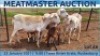 LOT 66 3X MEATMASTER OOI MET LAM/EWE WITH LAMB DAY TO DAY MEATMASTERS - 2