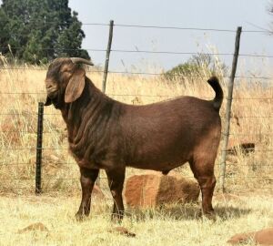 1 X KALAHARI RED RAM CW DREYER KUDDE/FLOCK