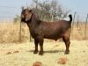 1 X KALAHARI RED RAM CW DREYER KUDDE/FLOCK - 2