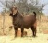 1 X KALAHARI RED RAM CW DREYER KUDDE/FLOCK - 3