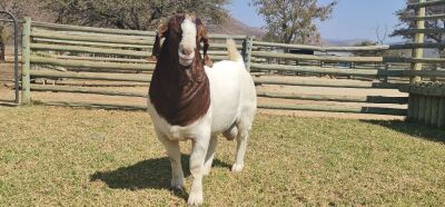 1 X BOERBOK RAM SHONGOLOLO BOERBOKSTOET - KUDDE/FLOCK