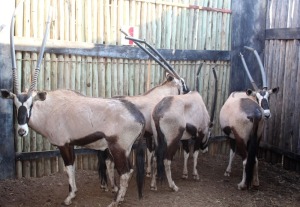 4 X GEMSBOK/ORYX M:4 (PER STUK OM LOT TE NEEM)RIETFONTEIN W/D