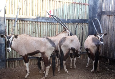 4 X GEMSBOK/ORYX M:4 (PER STUK OM LOT TE NEEM)RIETFONTEIN W/D