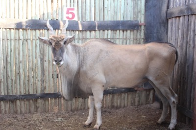 1 X ELAND M:1 MARICO BOSVELD