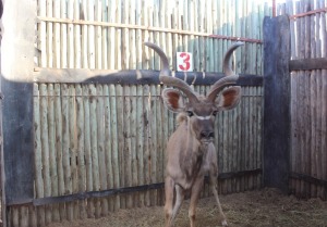 1 X KOEDOE/KUDU M:1 MARICO BOSVELD