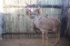 1 X KOEDOE/KUDU M:1 MARICO BOSVELD