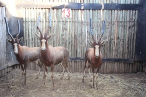 3 X BLESBOK/BLESBUCK M:3 (PER STUK OM LOT TE NEEM)MARICO BOSVELD