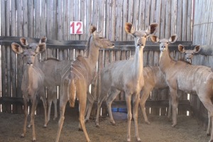 6 X KOEDOE/KUDU V/F:6 (PER STUK OM LOT TE NEEM)MARICO BOSVELD