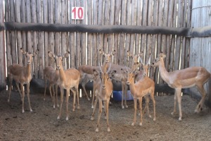 9 X ROOIBOK/IMPALA M:4 V/F:5 (PER STUK OM LOT TE NEEM)MARICO BOSVELD