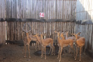 8 X ROOIBOK/IMPALA M:3 V/F:5 (PER STUK OM LOT TE NEEM)MARICO BOSVELD