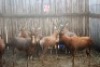 8 X BLESBOK/BLESBUCK M:1 V/F:7 (PER STUK OM LOT TE NEEM)MARICO BOSVELD - 2
