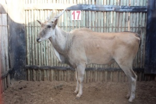 1 X ELAND M:1 MARICO BOSVELD