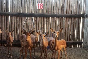 7 X ROOIBOK/IMPALA M:5 V/F:2 (PER STUK OM LOT TE NEEM)MARICO BOSVELD