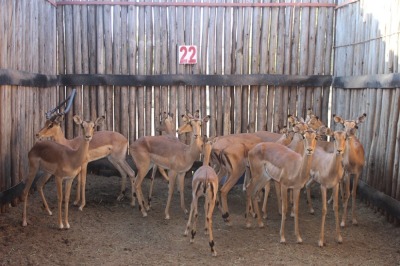 14 X ROOIBOK/IMPALA M:1 V/F:13 (PER STUK OM LOT TE NEEM)MARICO BOSVELD