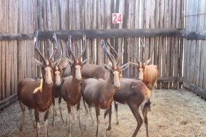 8 X BLESBOK/BLESBUCK M:1 V/F:7 (PER STUK OM LOT TE NEEM)MARICO BOSVELD