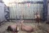 3 X BLESBOK/BLESBUCK M:3 (PER STUK OM LOT TE NEEM)MARICO BOSVELD - 2