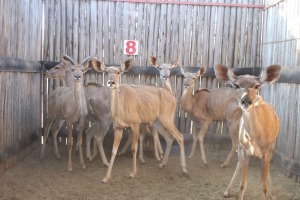 6 X KOEDOE/KUDU M:1 V/F:5 (PER STUK OM LOT TE NEEM)MARICO BOSVELD