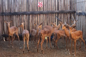 11 X ROOIBOK/IMPALA M:3 V/F:8 (PER STUK OM LOT TE NEEM)MARICO BOSVELD