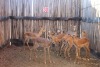 9 X ROOIBOK/IMPALA M:2 V/F:7 (PER STUK OM LOT TE NEEM)MARICO BOSVELD