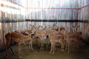 14 X ROOIBOK/IMPALA M:4 V/F:10 (PER STUK OM LOT TE NEEM)MARICO BOSVELD