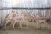13 X BLOUWILDEBEES/BLUE WILDEBEEST M:2 V/F:11 (PER STUK OM LOT TE NEEM)MARICO BOSVELD - 2