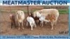 LOT 67 3X MEATMASTER OOI MET LAM/EWE WITH LAMB DAY TO DAY MEATMASTERS - 2