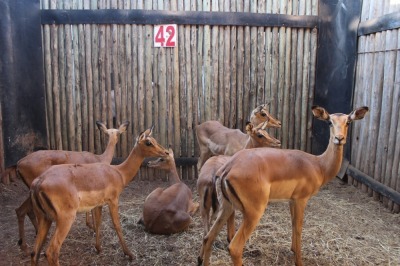 6 X ROOIBOK/IMPALA V/F:6 (PER STUK OM LOT TE NEEM)MARICO BOSVELD