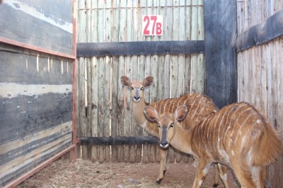 2 X NJALA/NYALA V/F:2 (PER STUK OM LOT TE NEEM)KROMELLENBOOG