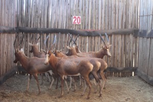 8 X BLESBOK/BLESBUCK M:1 V/F:7 (PER STUK OM LOT TE NEEM)MARICO BOSVELD