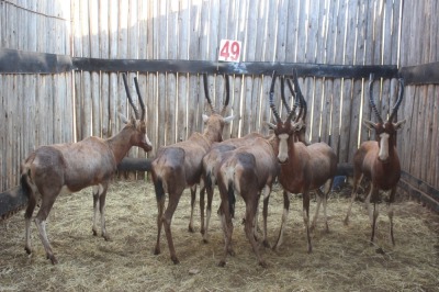 6 X BLESBOK/BLESBUCK M:1 V/F:5 (PER STUK OM LOT TE NEEM)MARICO BOSVELD